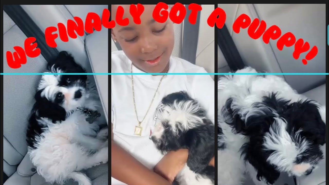 NEW PUPPY VLOG! Surprising my son with a Cavapoo puppy Max✨