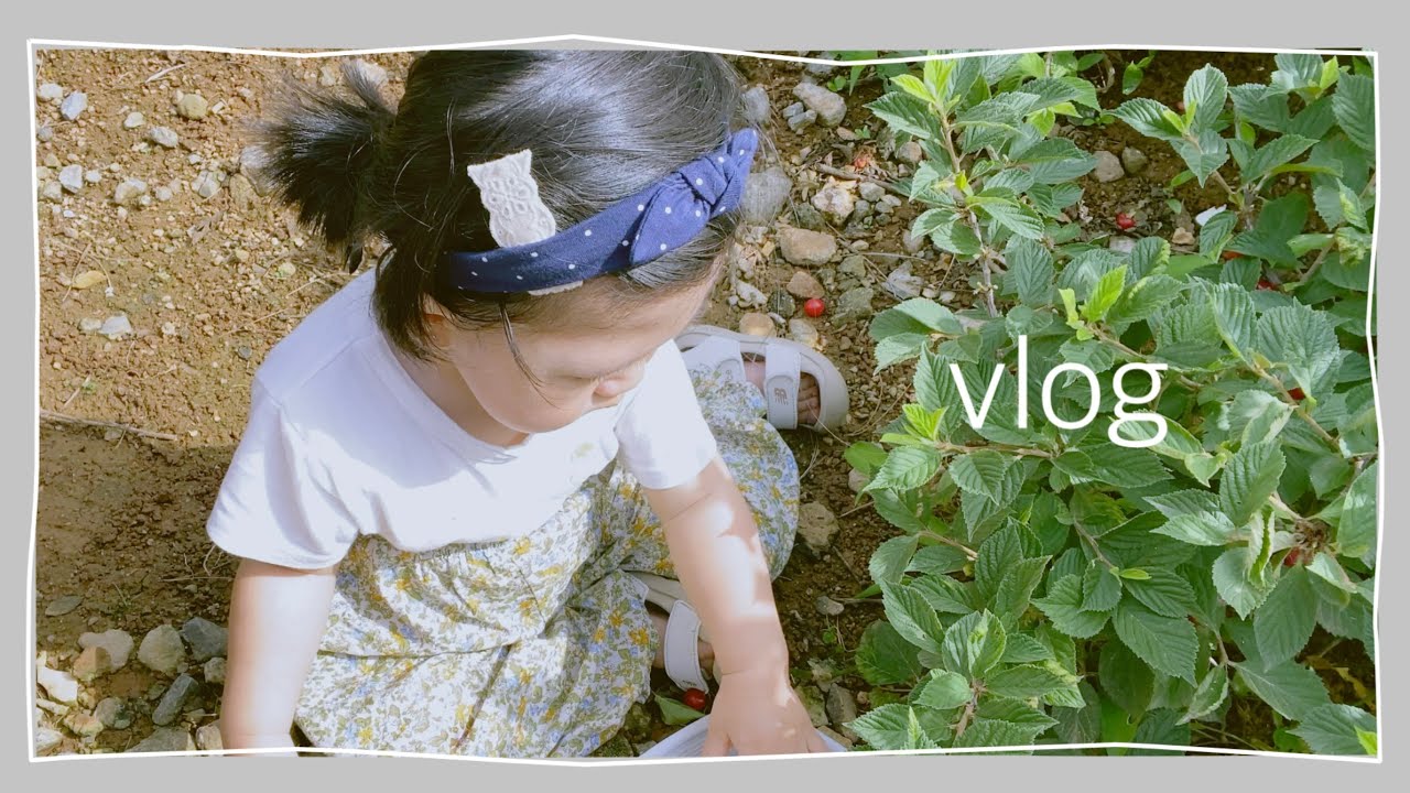 vlog(jimniworld) : 반은 먹는 브이로그;; 월남쌈 해 먹고 시골에서 앵두따는 주말