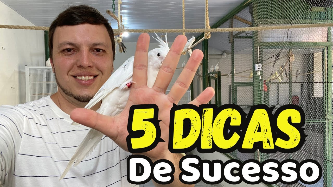 5 DICAS PARA VOCÊ TER SUCESSO NA CRIAÇÃO EM 2024