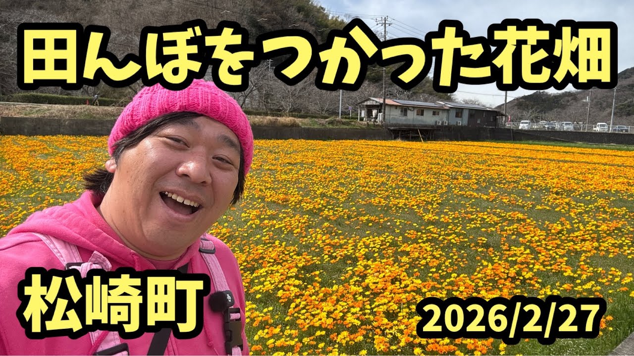 【伊豆の花2026】 松崎町 田んぼをつかった花畑 アフリカキンセンカ 
