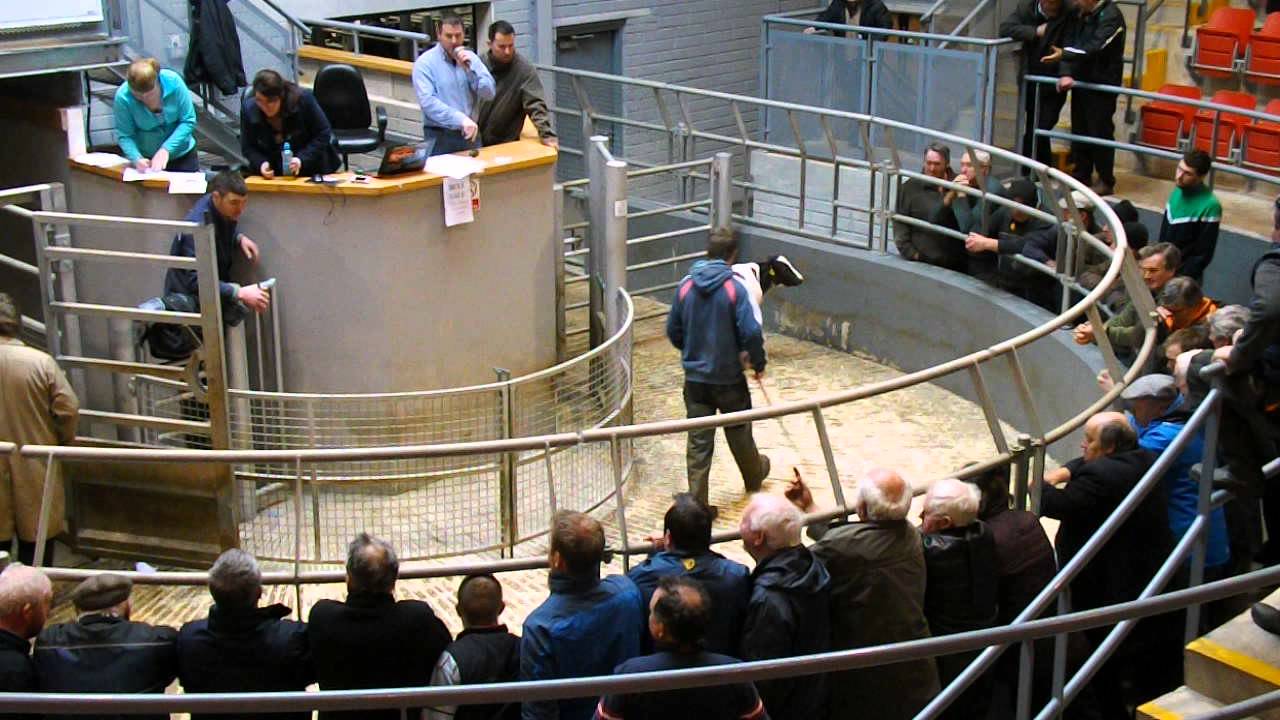 Corrin Cattle Mart calf sale March 24th 2015
