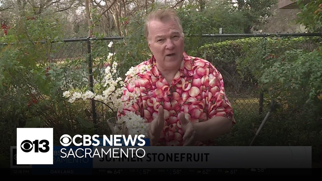 Summer stonefruit | Lunch Break with Michael Marks