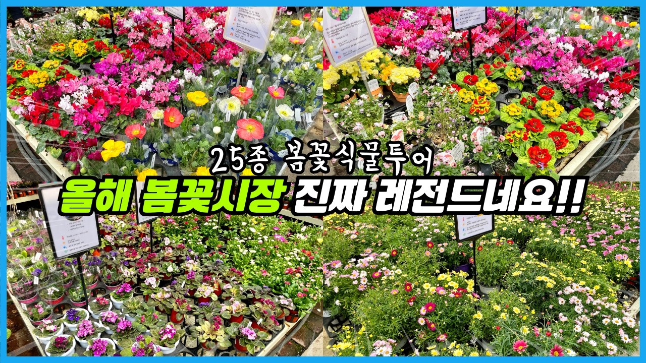 매년 레전드를 갱신하는 봄꽃시장!! 지금 피크 찍었습니다 꼭 가보세요!! 25종 봄꽃 식물투어!!
