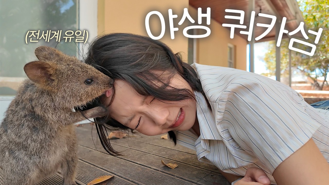 야생 쿼카가 살고 있는 호주 '퍼스' 나홀로 여행기 🇦🇺
