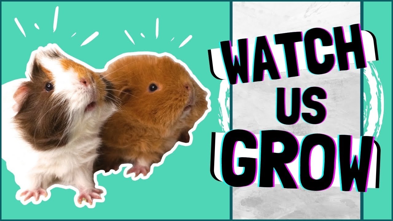 The Story of Two Baby Guinea Pigs: Watch Us Grow!