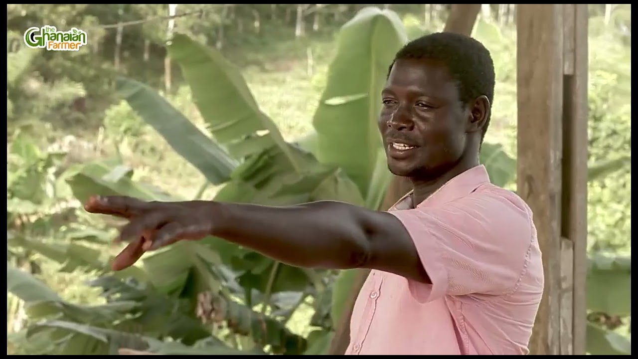 Meet The Ghanaian Teacher Distilling Mosquito Insecticide From Citronella Grass