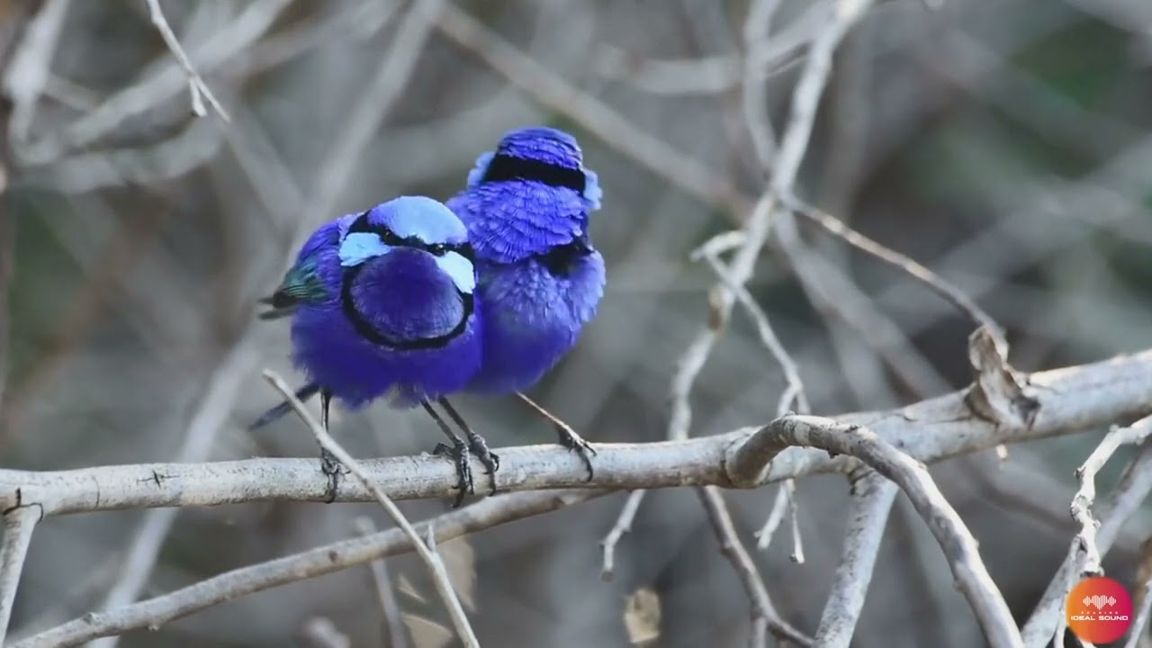 Bird Sounds in the Forest / The Sounds of Colorful Birds #birdsounds