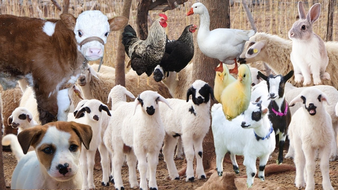 Hewan Ternak Yang Menarik ,Kambing lucu ,Suara Domba ,Kelinci ,anjing ,Embek,angsa ,sapi lucu , Ayam