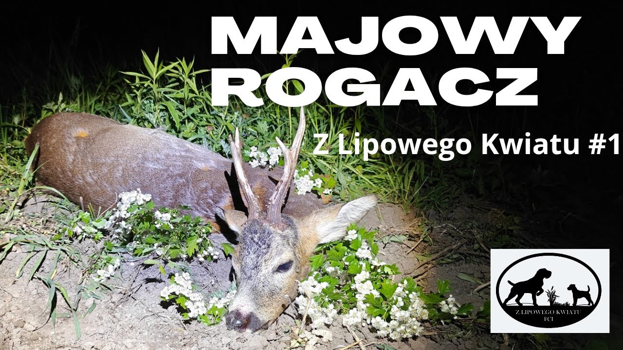 Pierwszy rogacz sezony. Polowanie na kozła. Roe deer hunting 1#2025