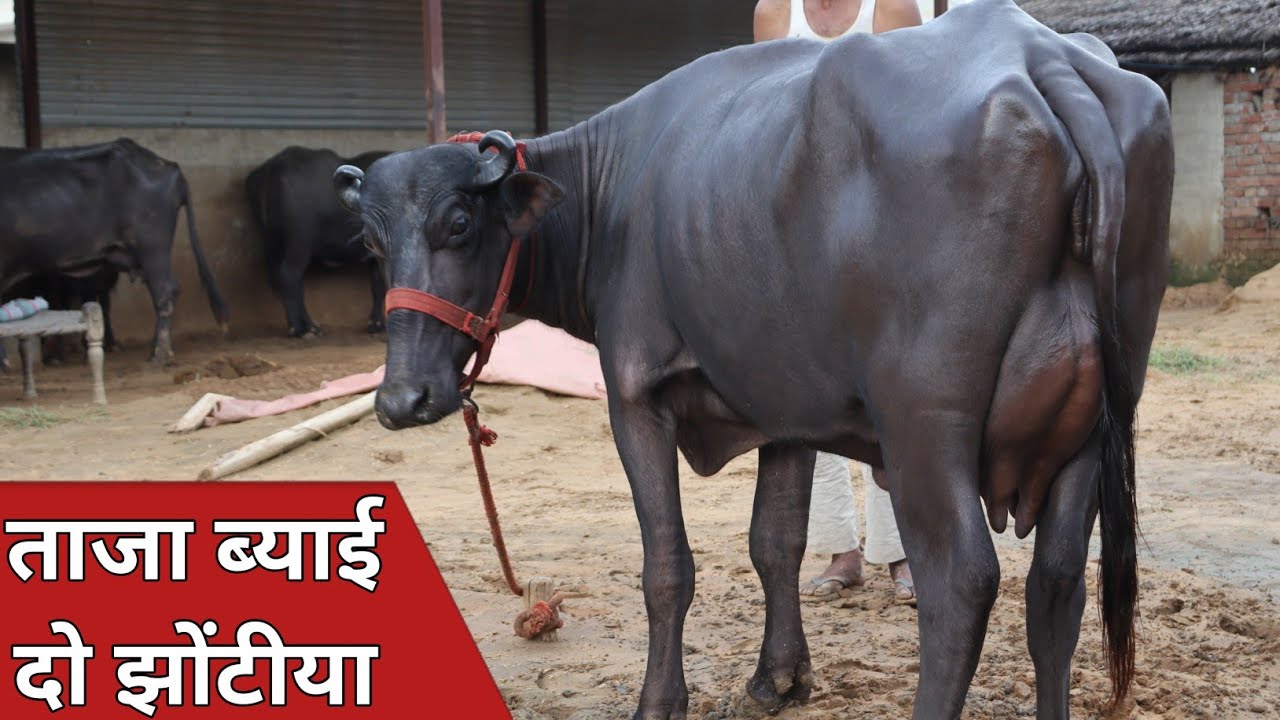 छोटे सींग की दो पहलन झोटियाँ || एक ही जगह बिक्री के लिए उपलब्ध || Virender Yadav (9928681626)