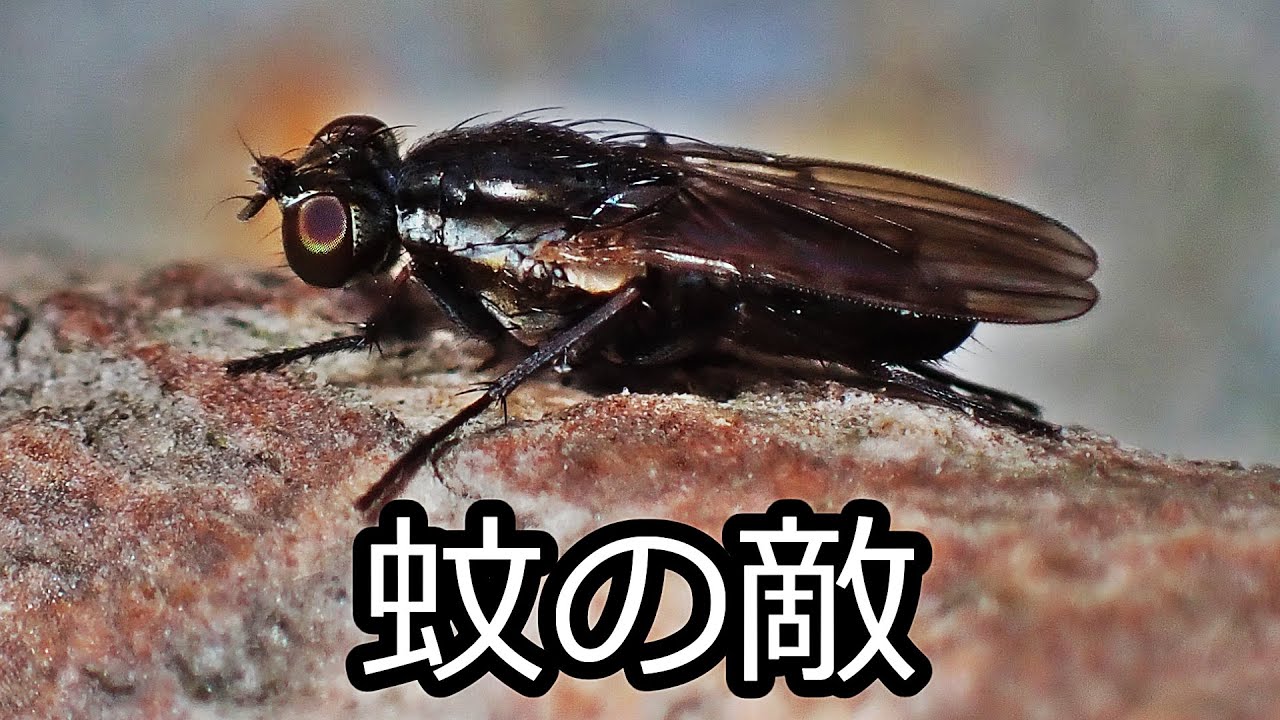 蚊を捕食！カトリバエの一種？の毛繕い　Lispe sp　（flies、蚊取蠅）