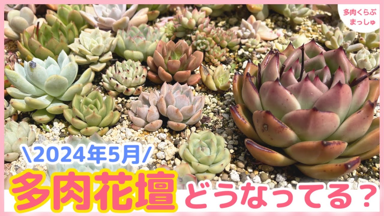 【多肉植物】雨晒し地植え花壇❣️ビニールトンネルを設置した1ヶ月後の様子【2024年5月】