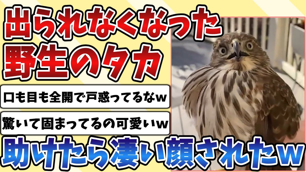 【2ch動物スレ】ガラスがあって外に出られなくなった野生の『タカ』を助けた結果、驚いて戸惑う顔が面白すぎるｗｗｗ