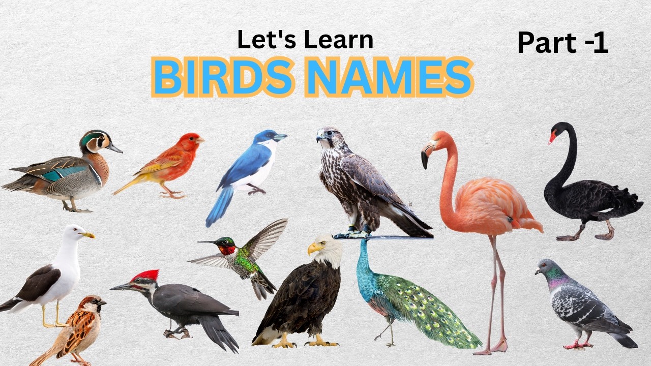 Birds Names | Birds Names in English | English Names of Birds | Birds   #birds #kids #education