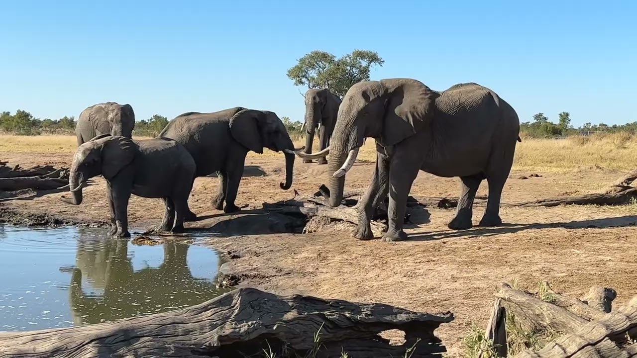Elephants at Chris's Pan