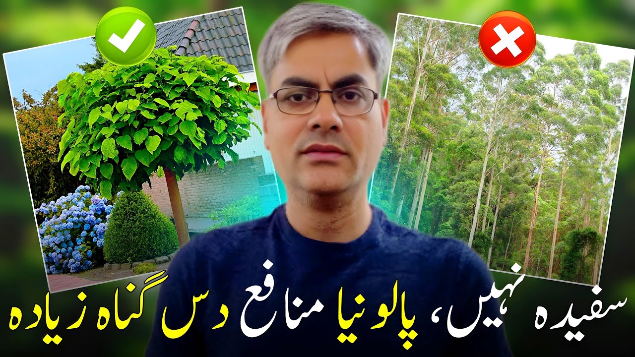Paulownia vs Eucalyptus 🌳 | Why Paulownia is the Better Eco-Friendly Tree for Pakistan