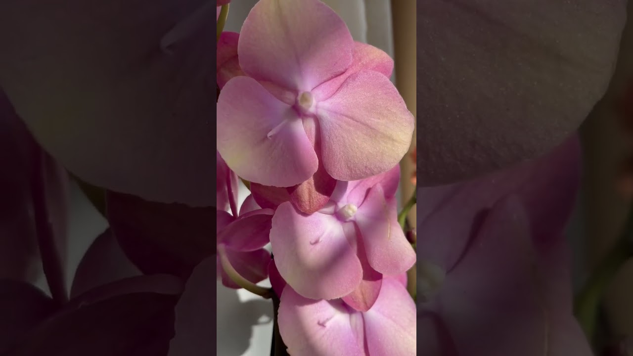 Phal. Rosetta big lip 💕🤍