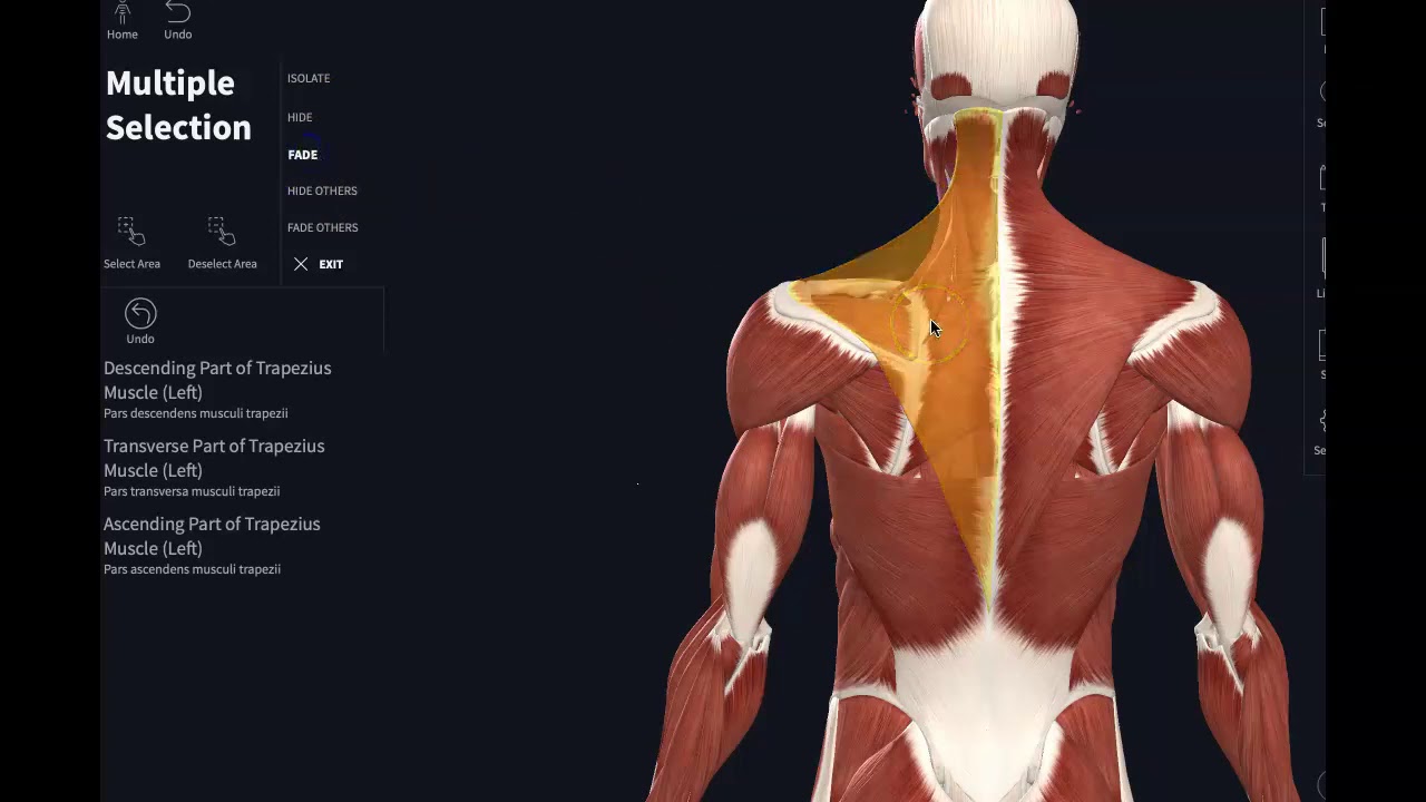 Anatomy-Muscles that move scapula