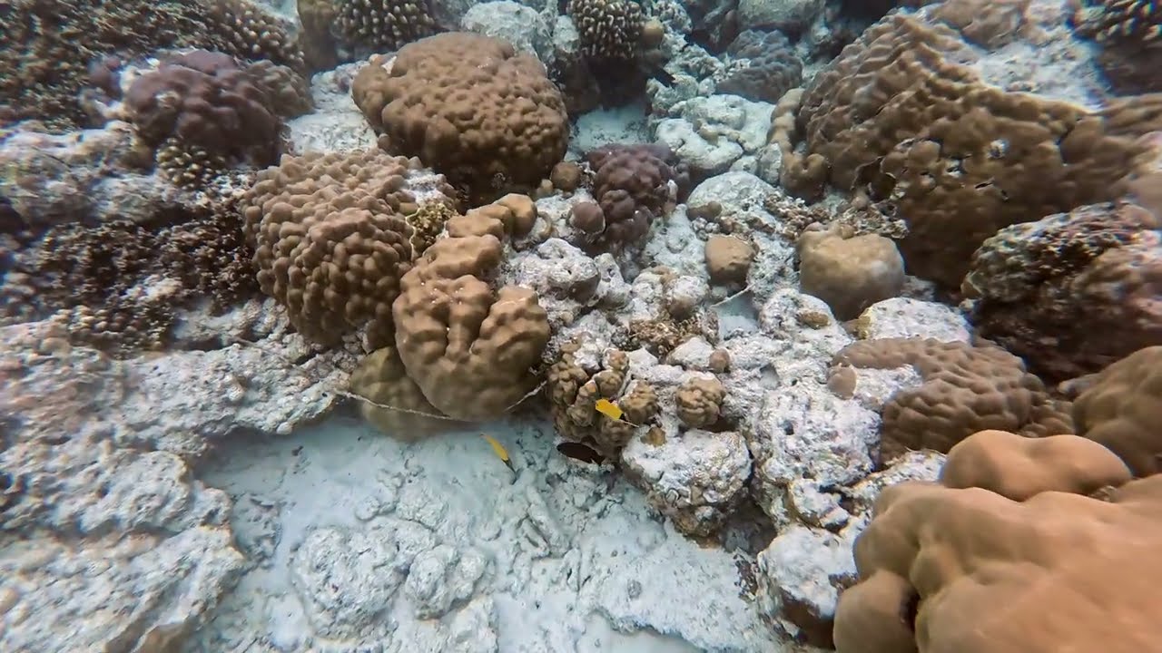 Avani + Fares House Reef