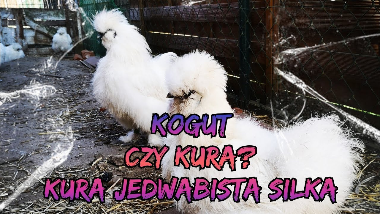 Hodowla Kur - Kogut czy Kura? 🐓🐔 Kura Jedwabista - Silka 🤓