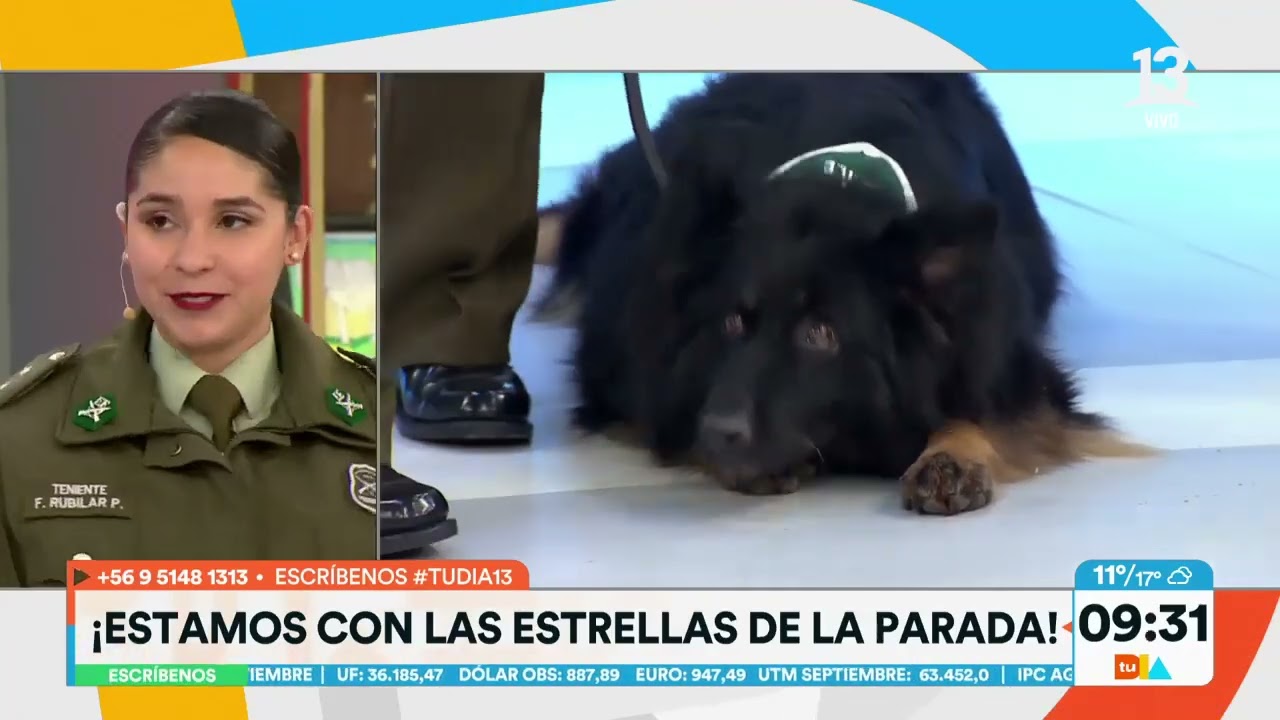 Perritos se robaron las miradas en la Parada Militar. Tu Día, Canal 13