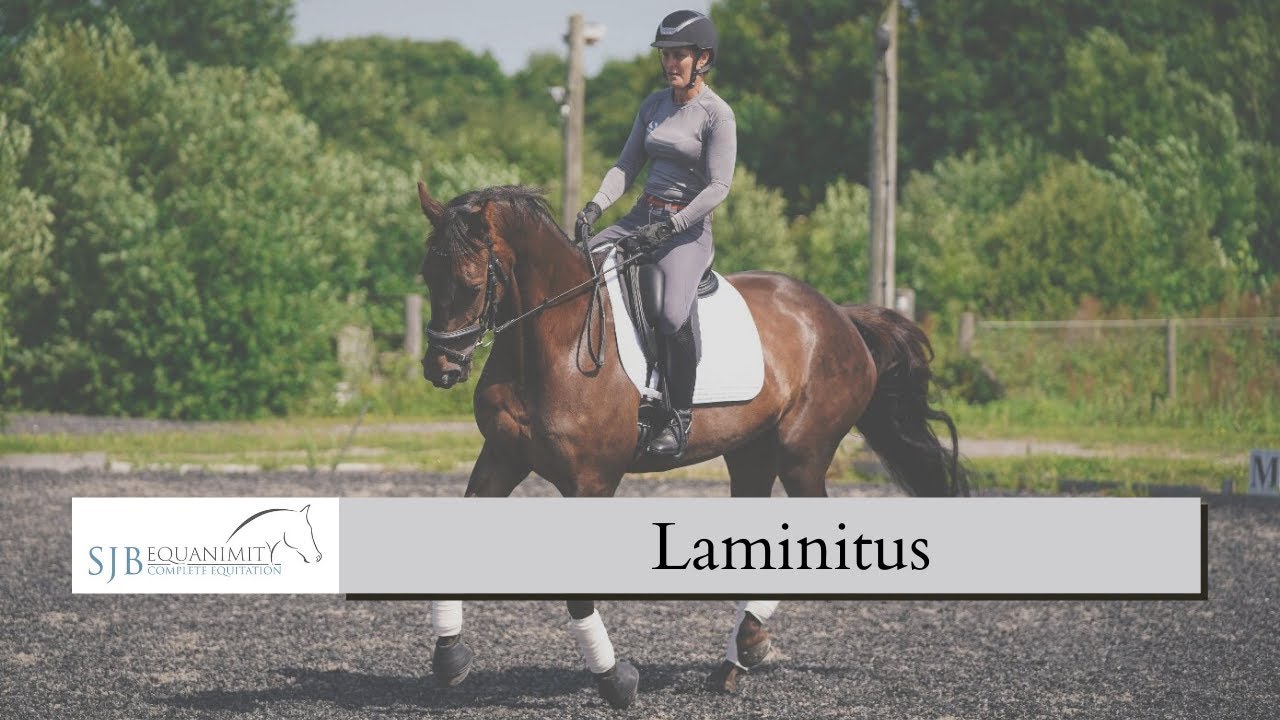 Managing Laminitis