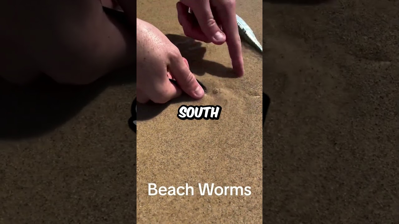 Hungry Worms At The Beach (@tightlinezaus) 