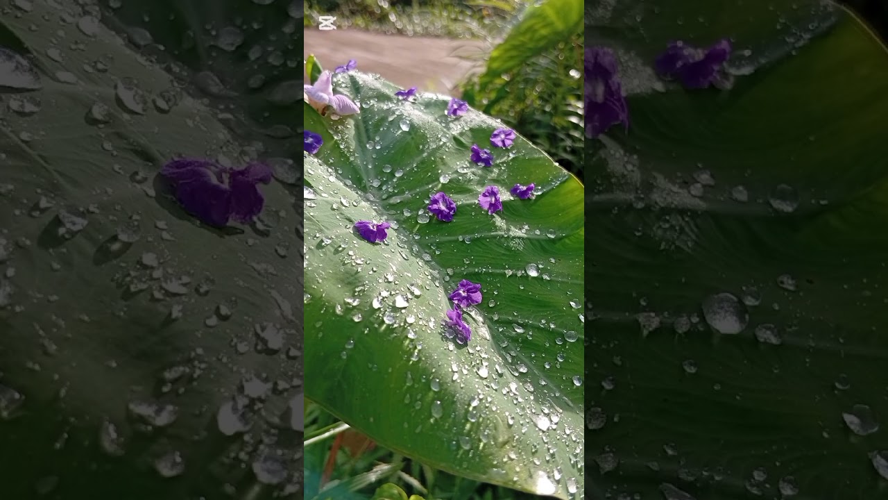 *පිනි බිංදු වැටුණු නිස්කලංක උදෑසනක් 🌿 