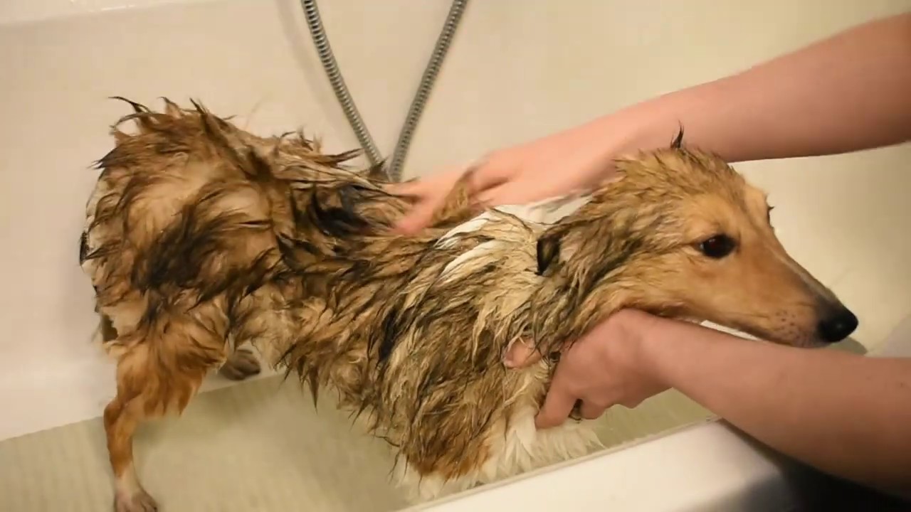 Cute Sheltie taking a bath | Mariuga R.