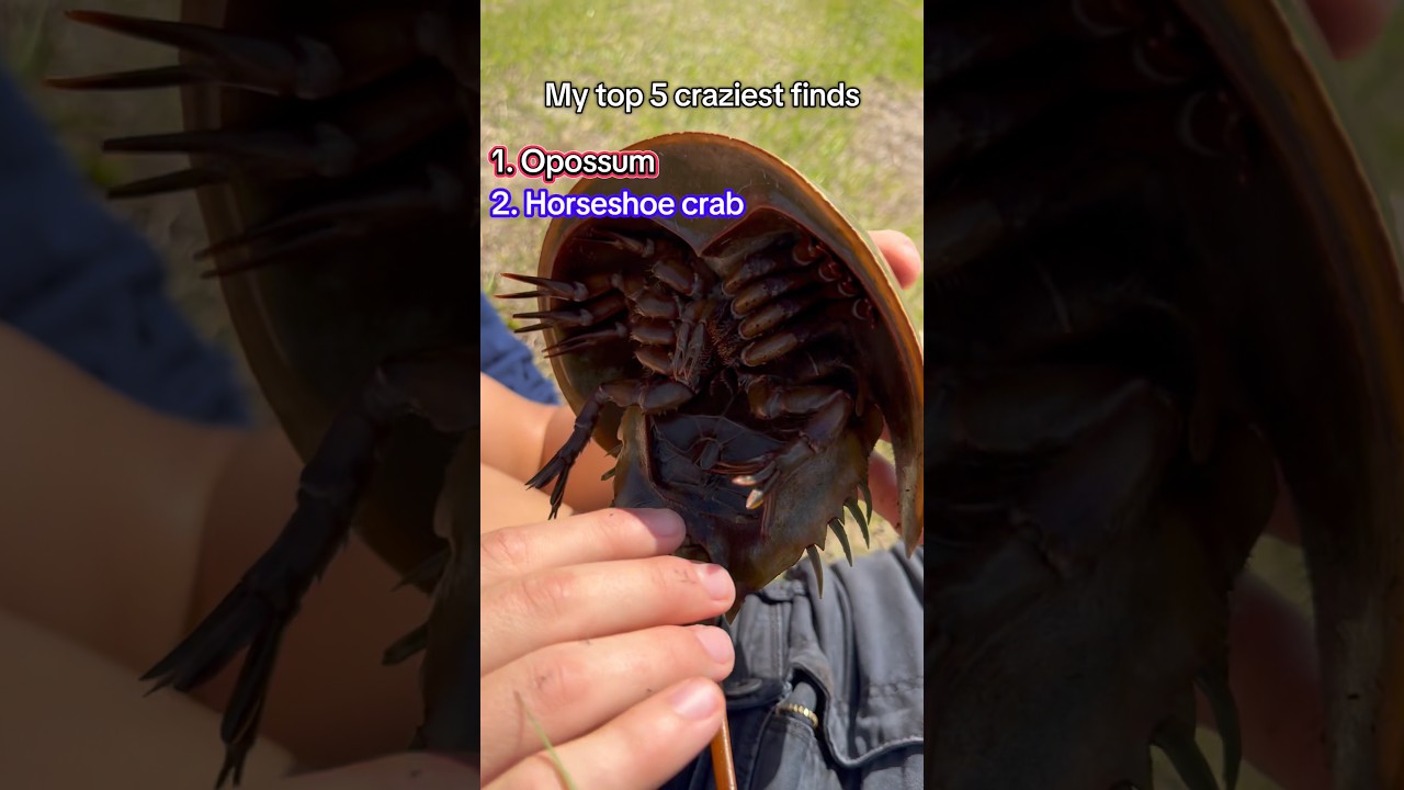 Мои 5 самых безумных видео! #Змеи #рептилии #животные #герпетология #смешно #герпетология #животные