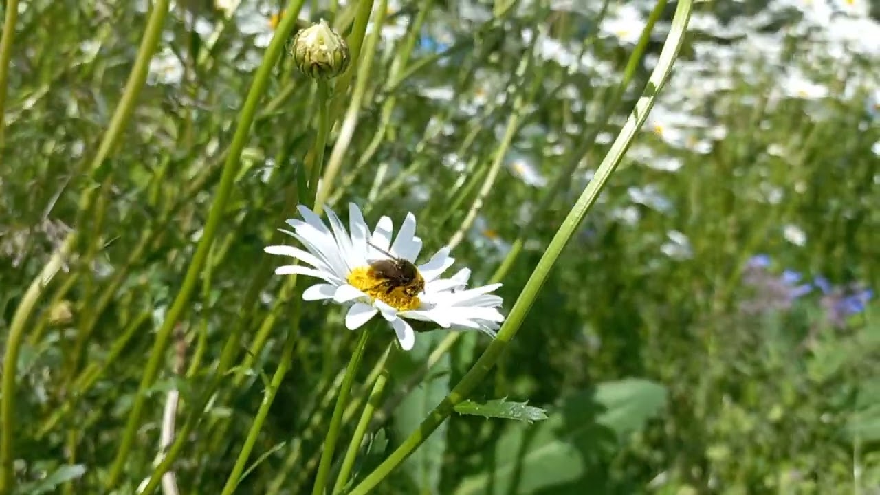 St Neots, Cambridgeshire