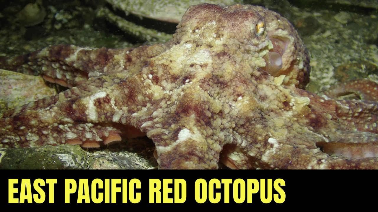Восточно-Тихоокеанский Красный Осьминог 45 | Морская Дикая Природа Моря Салиш
