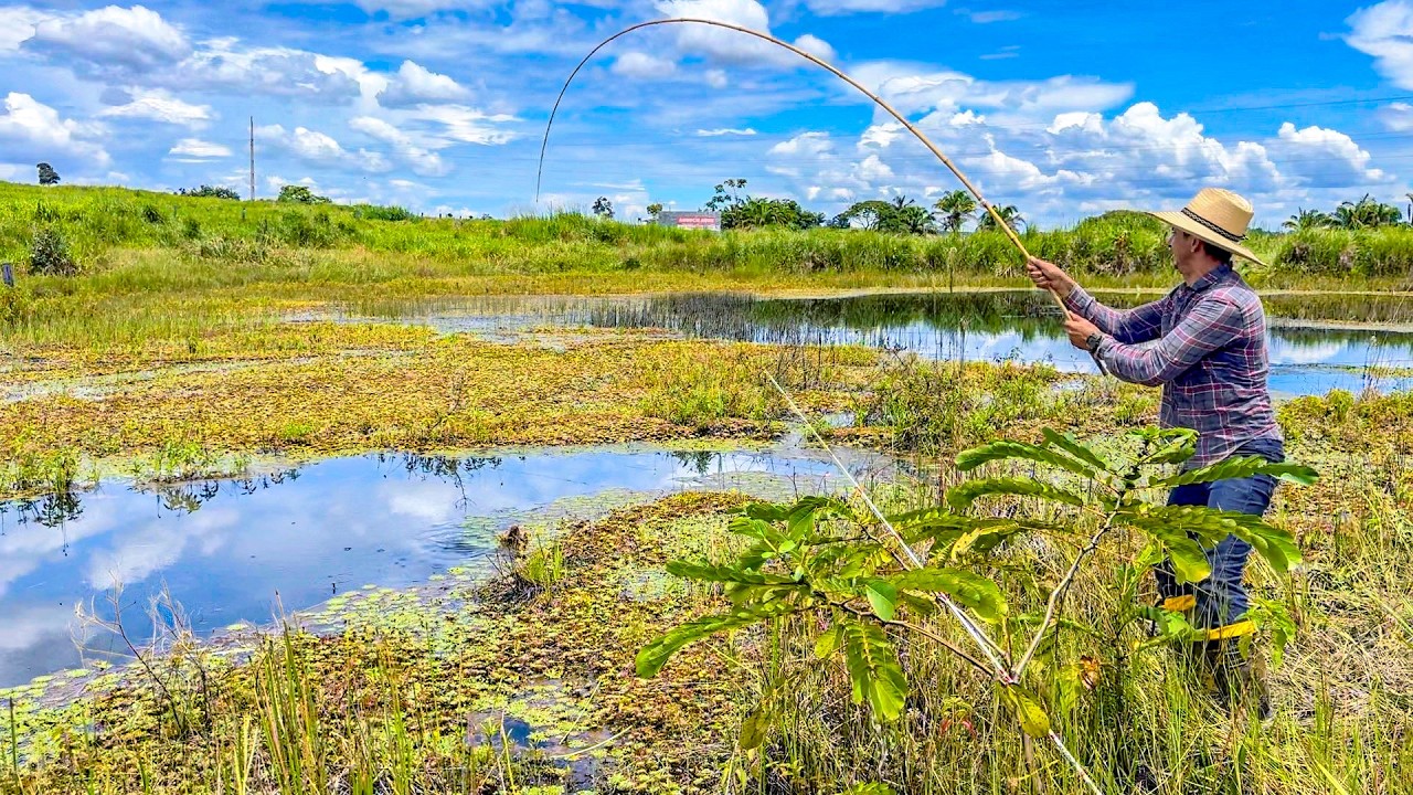 Um lago abandonado que só tem TRAIRÃO GIGANTE! Pescaria de traíra na vara de bambu. Fizemos almoço