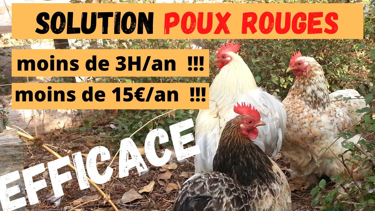 Un poulailler sans poux rouge en moins de 3 heures et pour moins de 15€/an