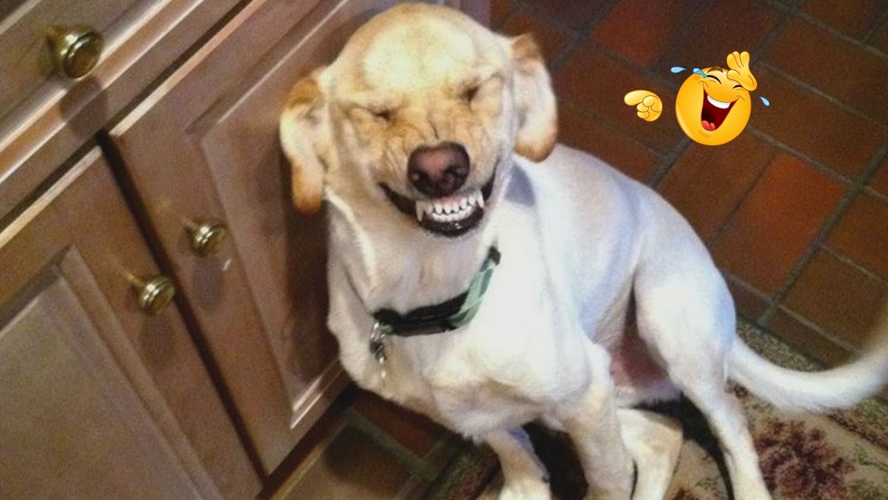 These Dog Videos of the Year Will Make You Laugh Way Too Hard 😂🐶