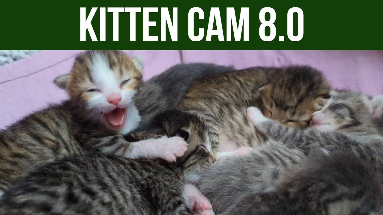 Kitten Cam 8.0 - Night 33 - Periwinkle and her 7 #tabby #kittens