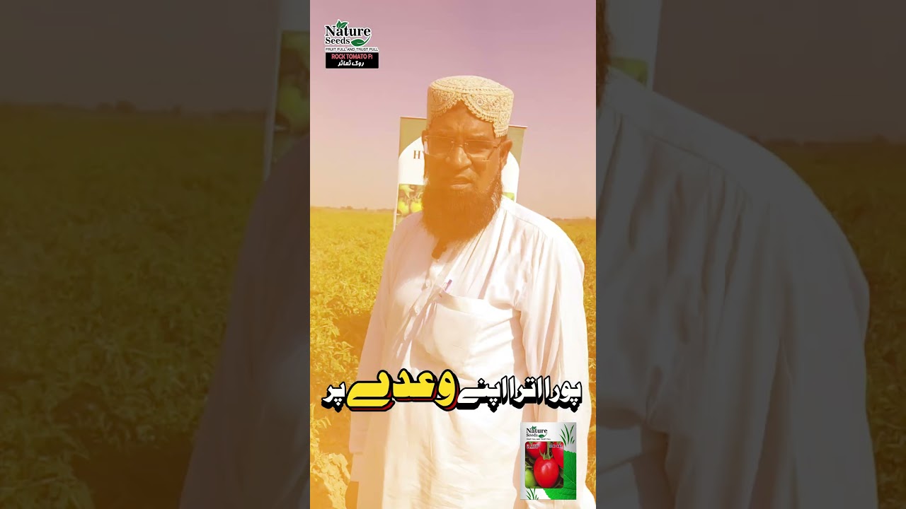 Tomato Rock F1 Hybrid Seeds &ndash; Zyada Paidawar aur Zabardast Quality