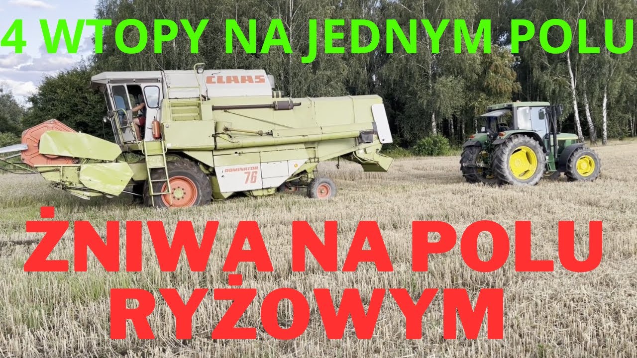 ŻNIWA NA POLU RYŻOWYM, CZTERY WTOPY NA JEDNYM POLU