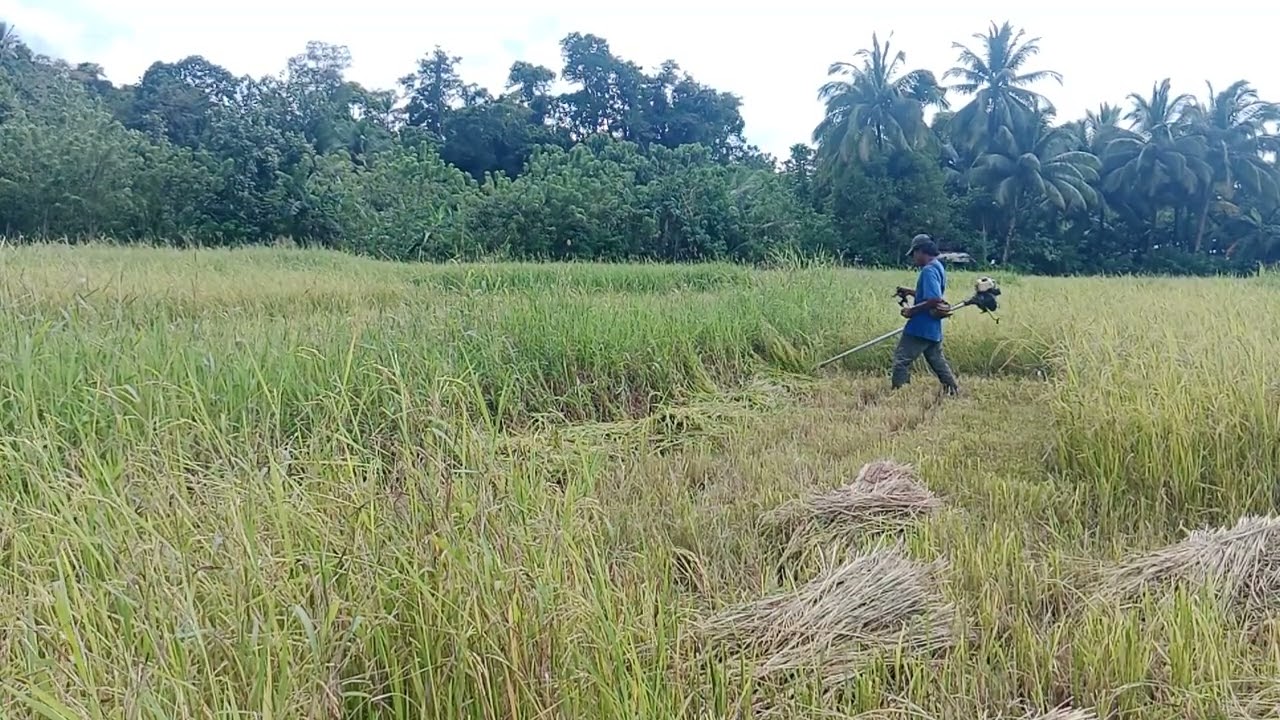 Dire nko sa baraggay buang moblik harvest paly ma'am ser.