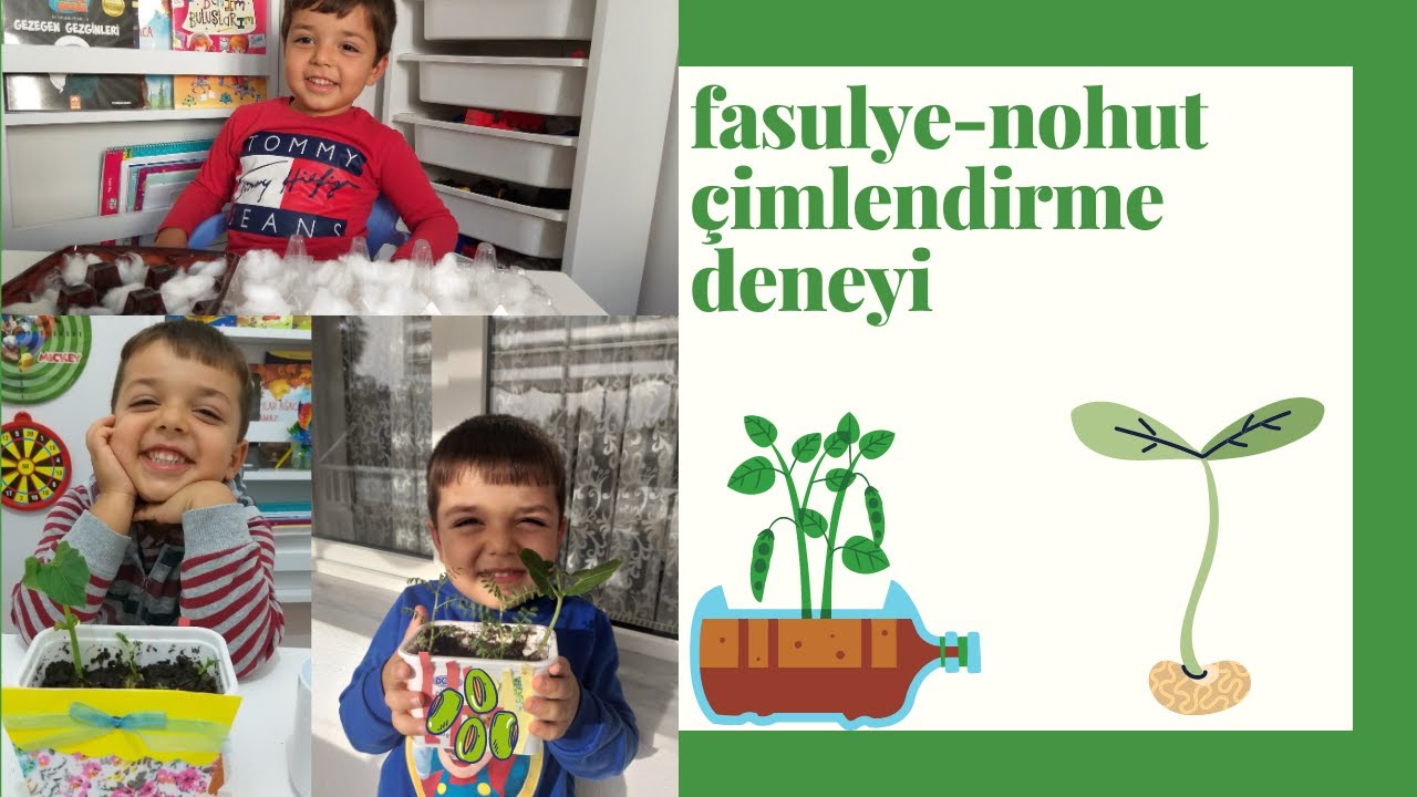 pamukta fasulye nohut çimlendirme deneyi / evde soğan ekimi/Bean chickpea germination test in cotton