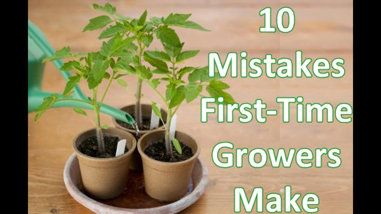 10 Mistakes First Time Cannabis Growers Make