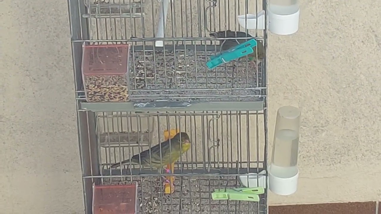tomando el sol y disfrutando de ellos