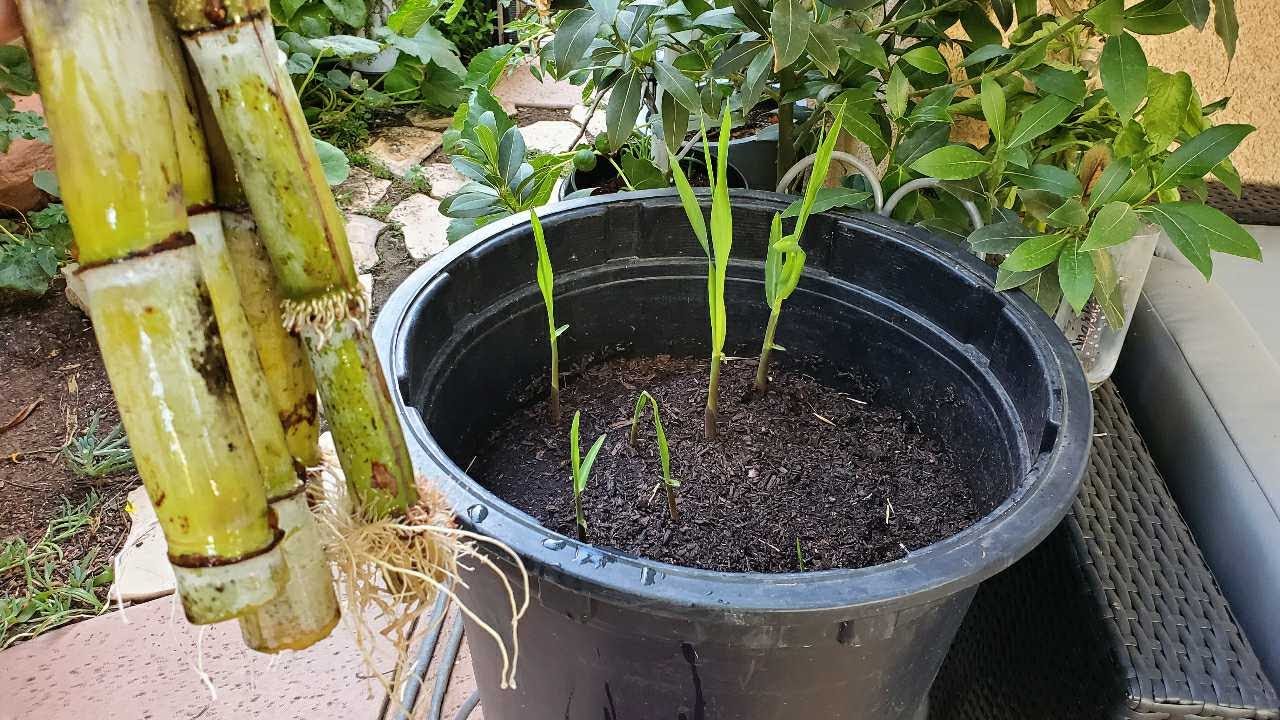 Growing Sugercanes in a Container |🌾🌾 How to Root and  Pot Sugarcane Cuttings😍🧁