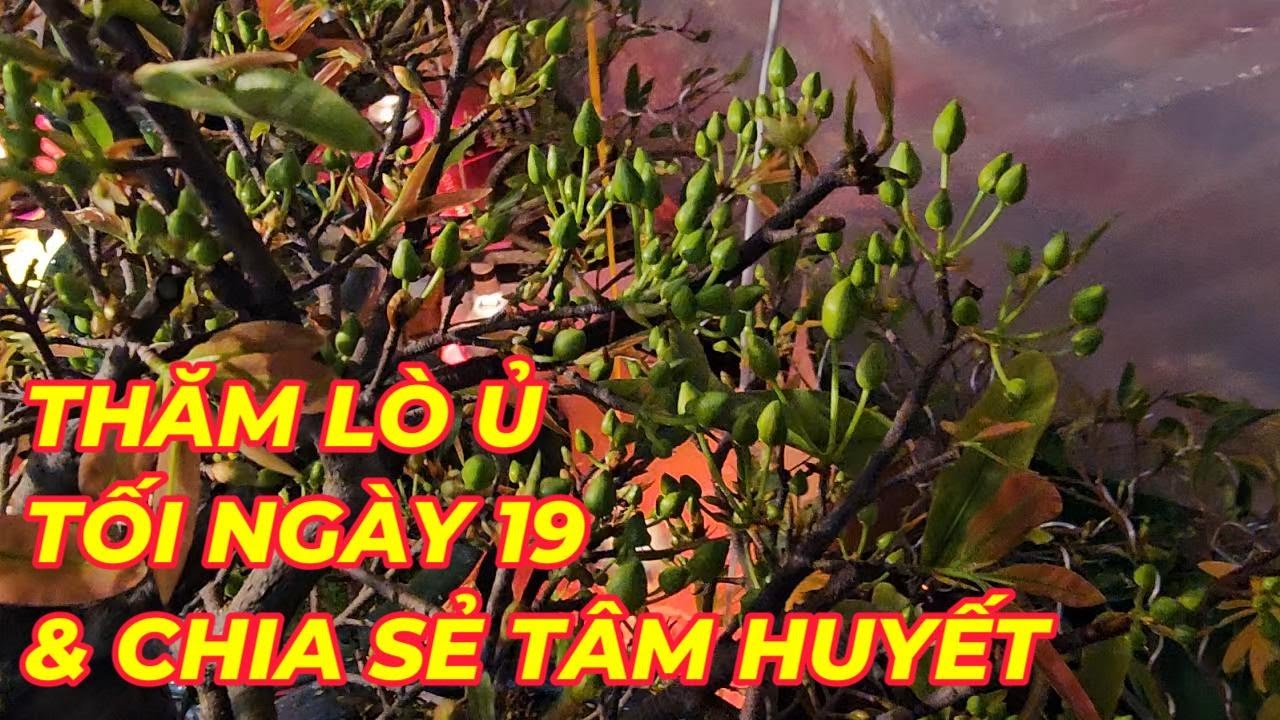 🔴 QBS24629 - THĂM LÒ Ủ MAI VÀNG TỐI NGÀY 19 ÂM LỊCH | CÁCH Ủ NHIỆT MAI VÀNG MIỀN BẮC NỞ HOA ĐÚNG TẾT