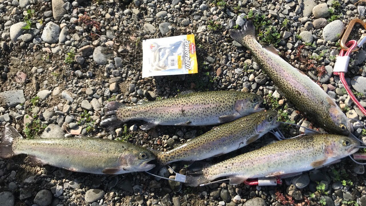 Trout Fishing|Trout loves them Mice Tail