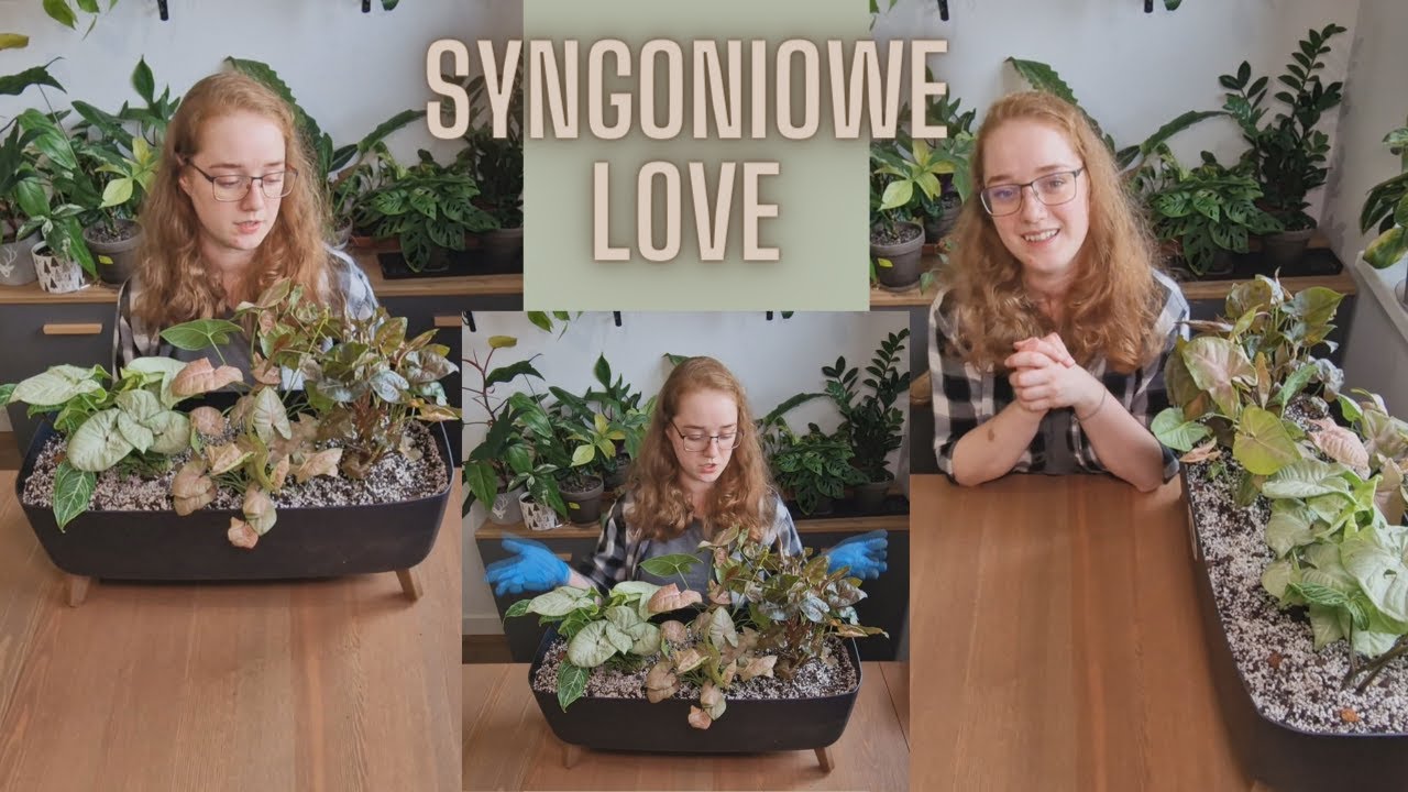 Syngoniowa kompozycja!