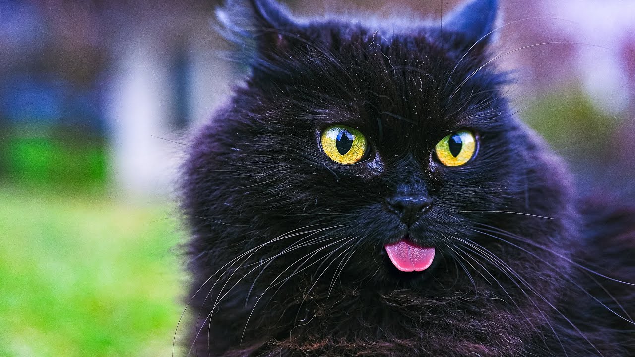 Blep Means Zoomies 😹 No AI, No Music