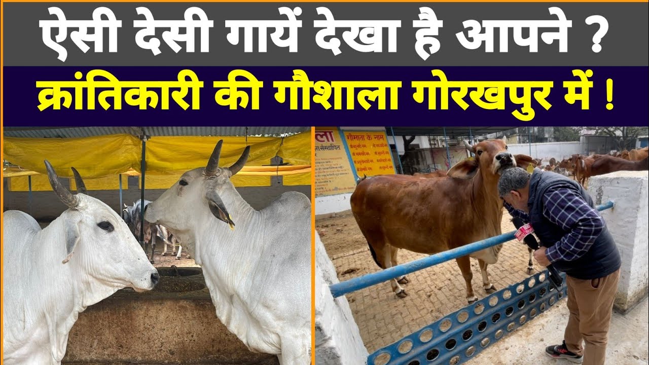 ऐसी देसी गायें देखा है आपने? एक क्रांतिकारी ने बनाया था यह गौशाला! At Gorakhpur UP.