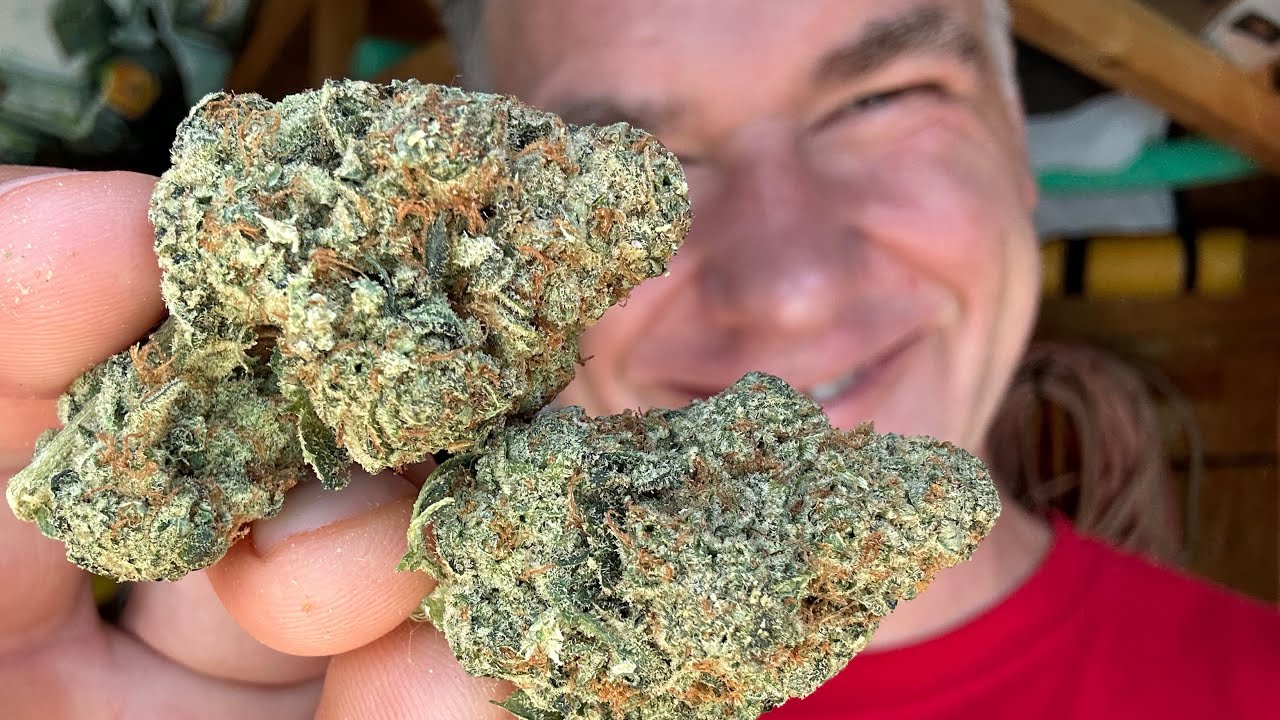 2023 07 22 The Shed! with FIGR Sour OG Cheese 28g