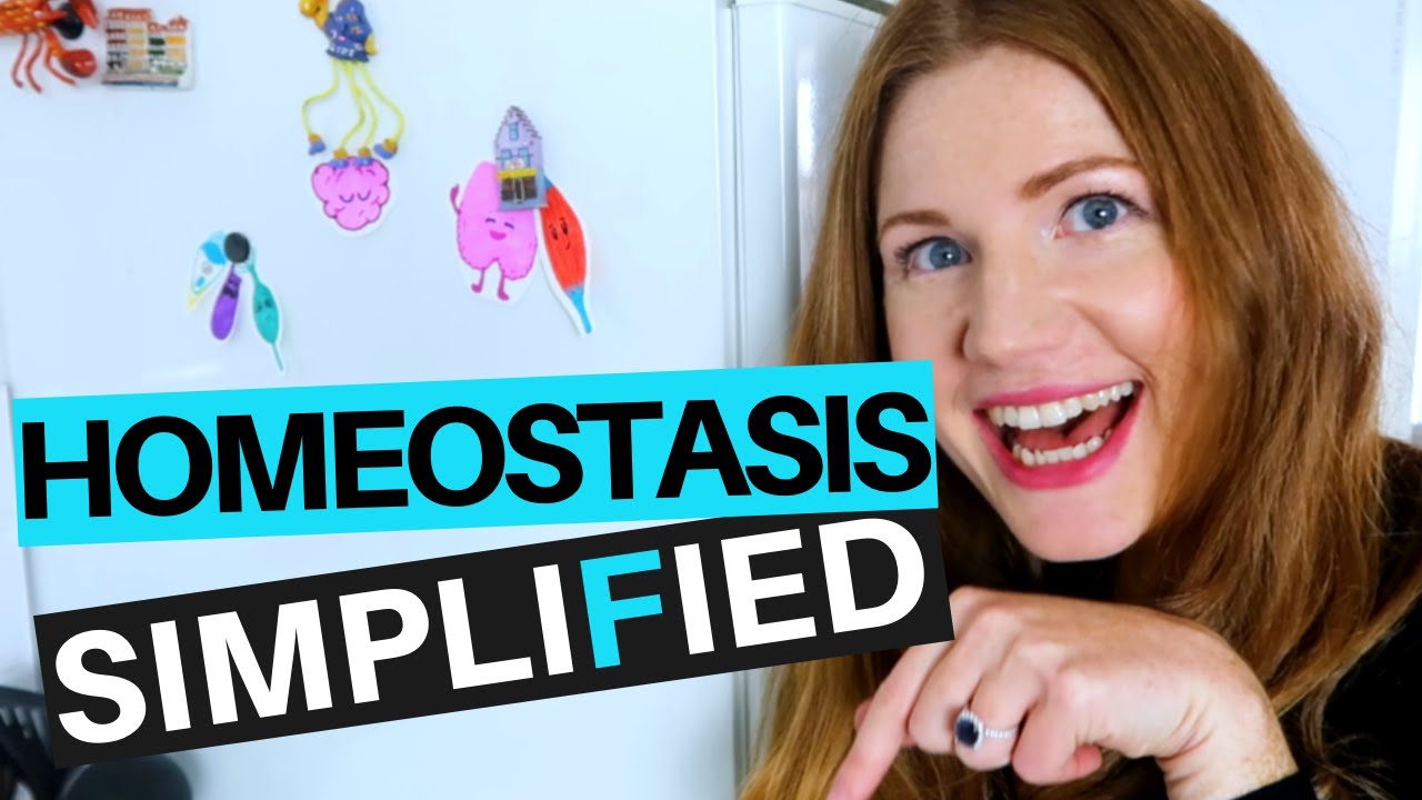 Homeostasis and Positive/Negative Feedback Simplified